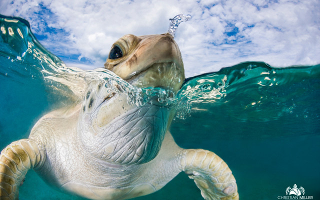 Turtle ocean sky photorealistic water free wallpaper - medium preview image