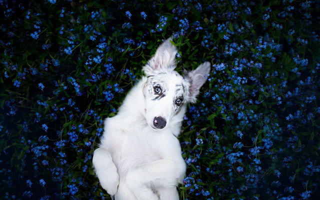 White dog field blue flowers free wallpaper - medium preview image