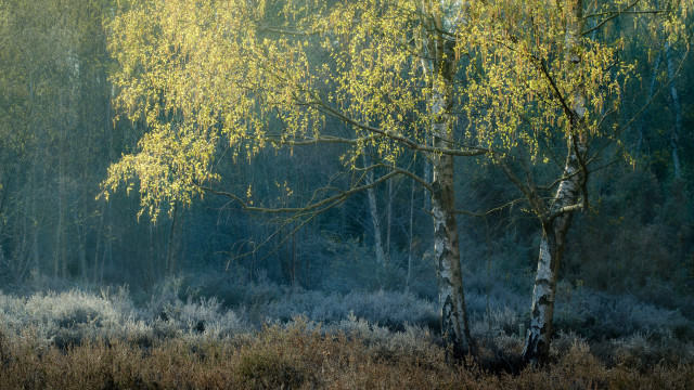 Forest bushes trees tonalism impressionist free wallpaper - medium preview image