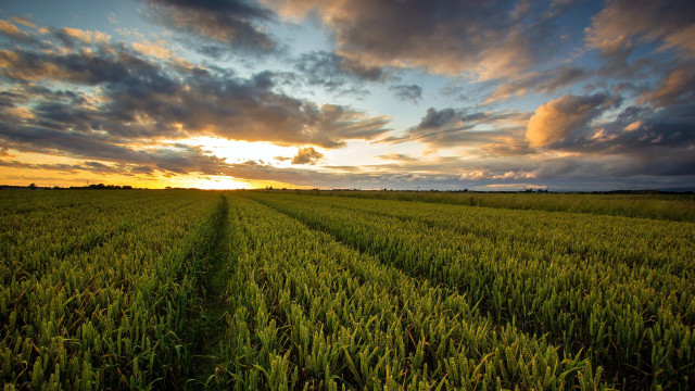Sunset grass field path clouds free wallpaper - medium preview image