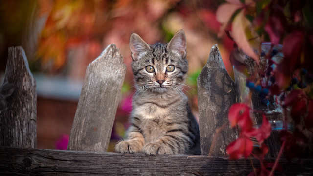Kitten fence flower blurry depthfield free wallpaper - medium preview image