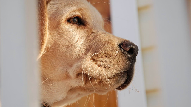 Dog fence head open eyes free wallpaper - medium preview image