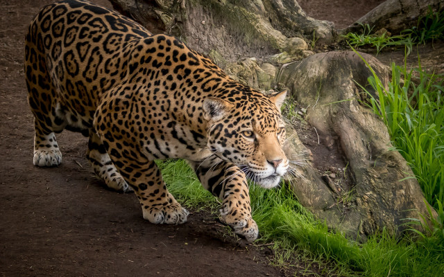 Leopard walking green field tree free wallpaper - medium preview image