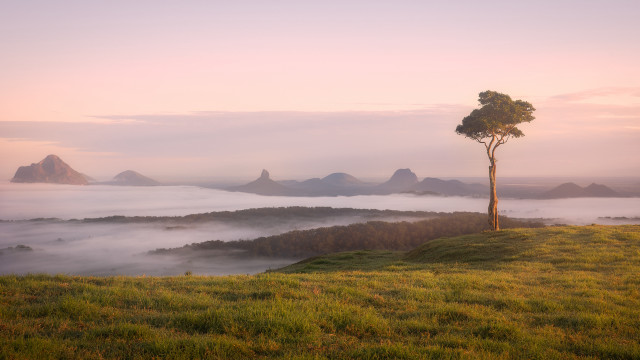 Lone tree hill foggy valley free wallpaper - medium preview image