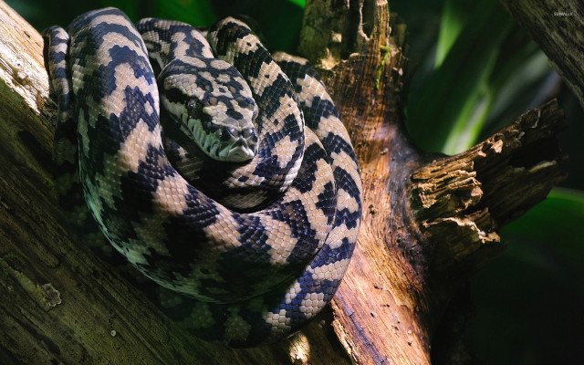 Snake branch forest green leaves free wallpaper - medium preview image
