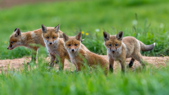 Foxes grassy field dirt road free wallpaper - medium preview image