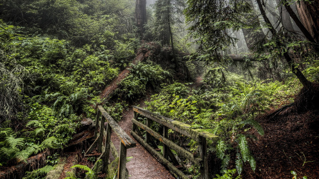 Wooden bridge forest path nature free wallpaper - medium preview image