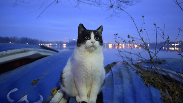 Cat boat night moon trees free wallpaper - medium preview image