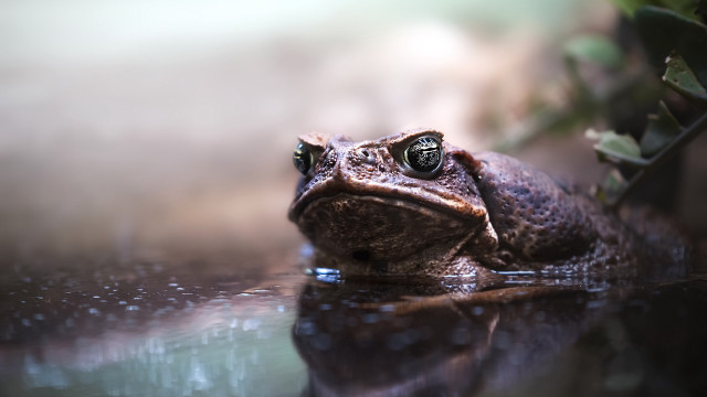 Frog sitting water sad look free wallpaper - medium preview image