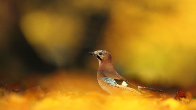 Bird grass yellow leaves blurry free wallpaper - medium preview image