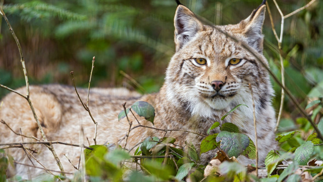 Lynx sad woods nature focus free wallpaper - medium preview image