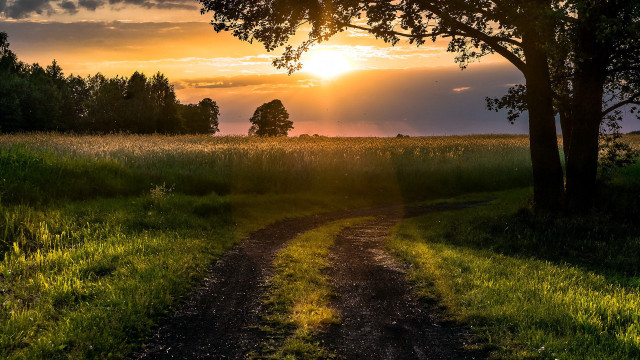 Dirt road field tree sunset #3 free wallpaper - medium preview image