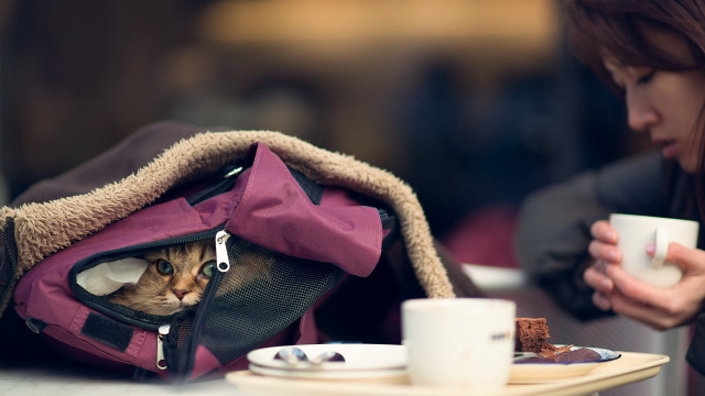Cat backpack coffee cozy blurry free wallpaper - medium preview image