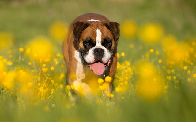 Dog running yellow flower autumn free wallpaper - medium preview image