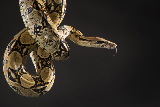 Large snake curled dark room free wallpaper - medium preview image