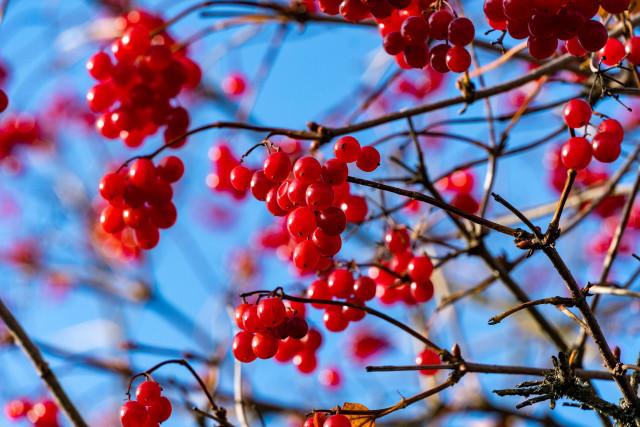 Tree berries blue sky autumn free wallpaper - medium preview image