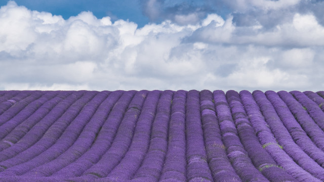 Lavender field cloudy sky rural free wallpaper - medium preview image