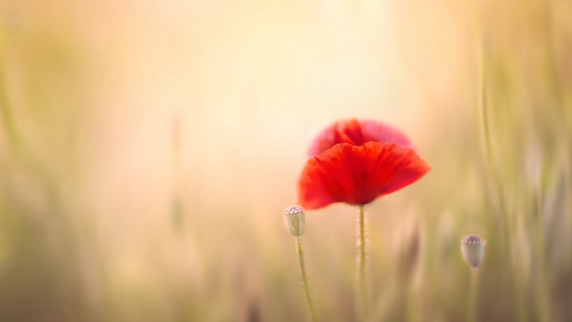 Red flower macro field sunset free wallpaper - medium preview image