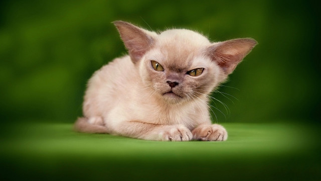 Small kitten green eyes green free wallpaper - medium preview image