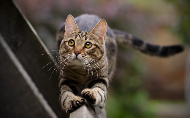 Cat railway daytime focus blurry free wallpaper - medium preview image