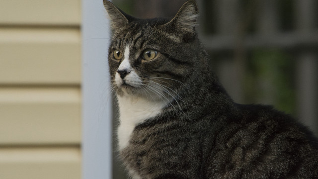 Cat fence house window portrait free wallpaper - medium preview image