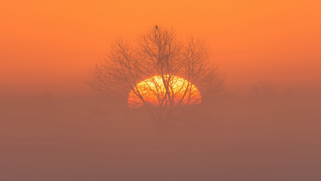 Foggy sunrise tree bird autumn free wallpaper - medium preview image