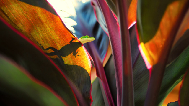 Small lizard leafy plant sunlight free wallpaper - medium preview image