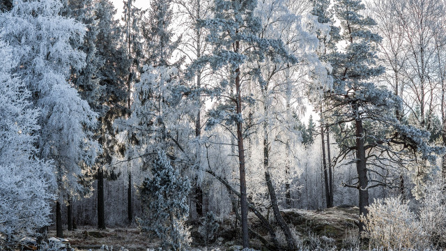 Snowy forest rock bench autumn free wallpaper for desktop - medium preview image