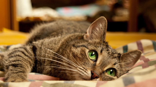 Cat green eyes bed photorealism free wallpaper - medium preview image
