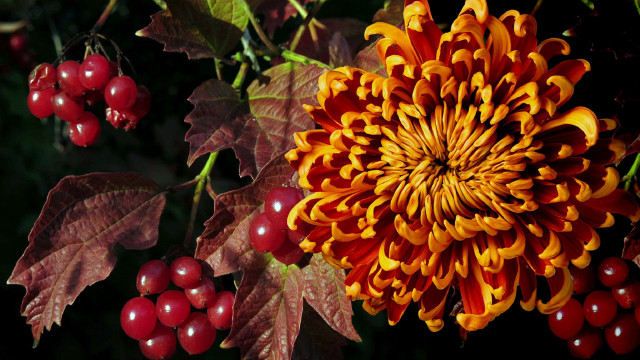 Flower leaves berries harvest vibrancy free wallpaper - medium preview image
