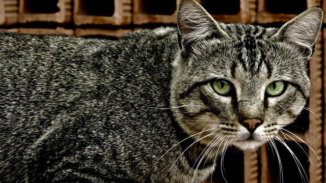 Black cat green eyes brick free wallpaper - medium preview image
