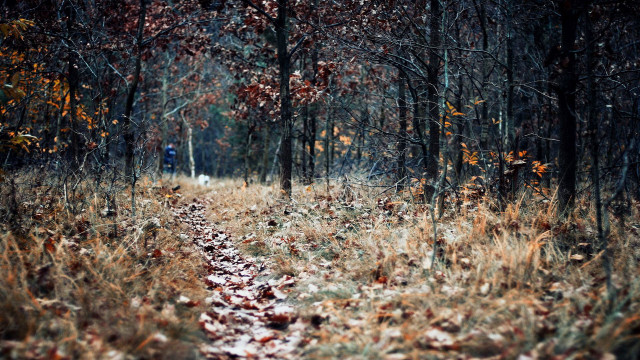 Woods path autumn leaves bare free wallpaper - medium preview image