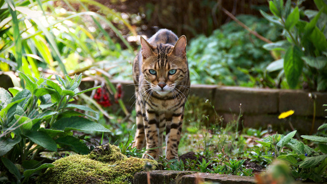 Cat forest blurry nature blueeyes free wallpaper for desktop - medium preview image
