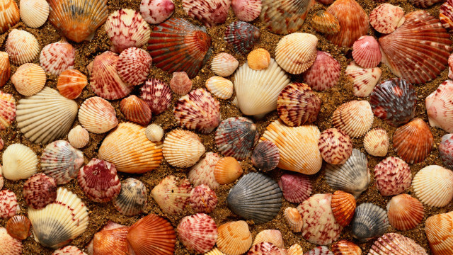 Colorful shells beach sand lanterns free wallpaper - medium preview image