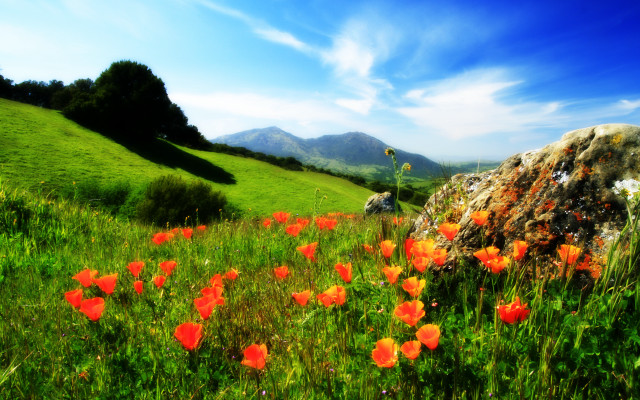 Flower field rock sky clouds free wallpaper - medium preview image
