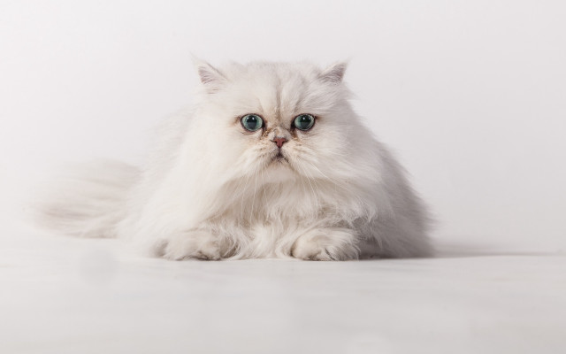 White cat blue eyes rococo #2 free wallpaper - medium preview image