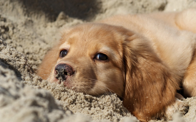 Dog sand hole surreal cute free wallpaper - medium preview image