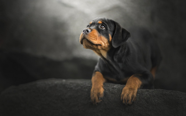 Dog sitting rock looking up free wallpaper - medium preview image