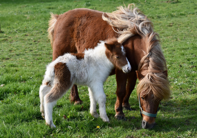 Pony foal field bush dandelion free wallpaper - medium preview image