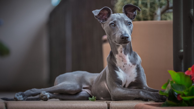Dog plant potted rose blurry free wallpaper - medium preview image