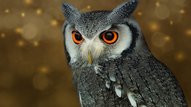Owl orange eyes bokeh portrait free wallpaper - medium preview image