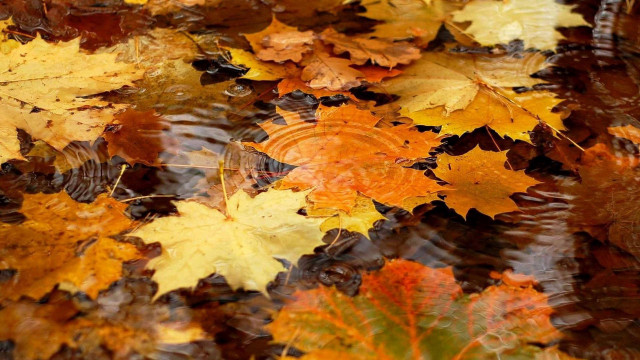 Autumn leaves water puddle ecological free wallpaper - medium preview image