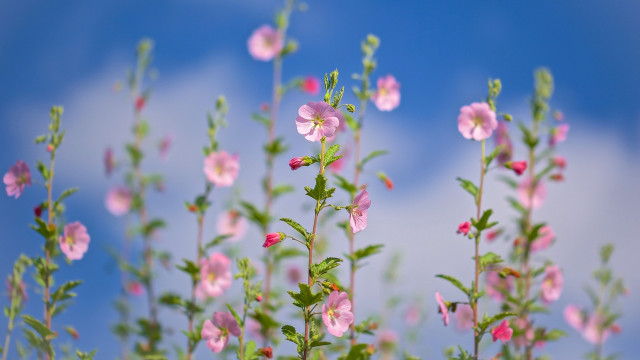 Pink flowers green leaves blue #5 free wallpaper - medium preview image