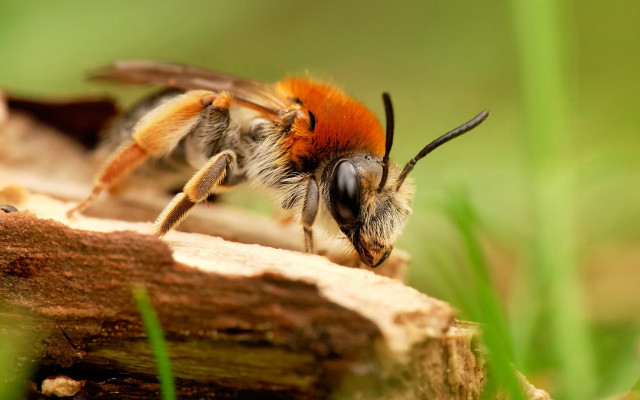 Bee wood grass smile macro free wallpaper - medium preview image