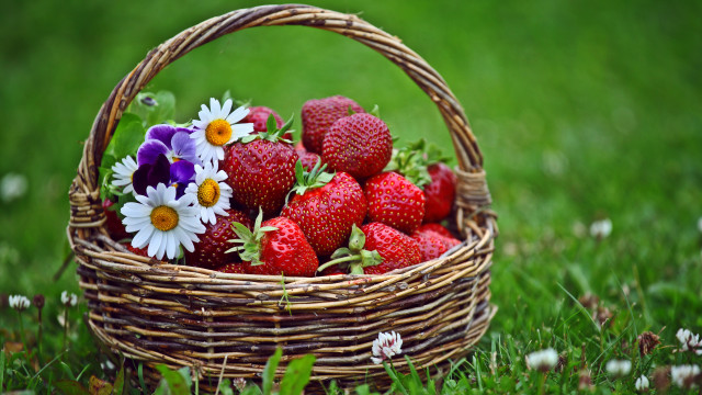 Strawberries daisies basket outdoors nature free wallpaper - medium preview image