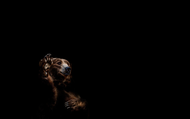 Bear dark closed eyes hat free wallpaper - medium preview image