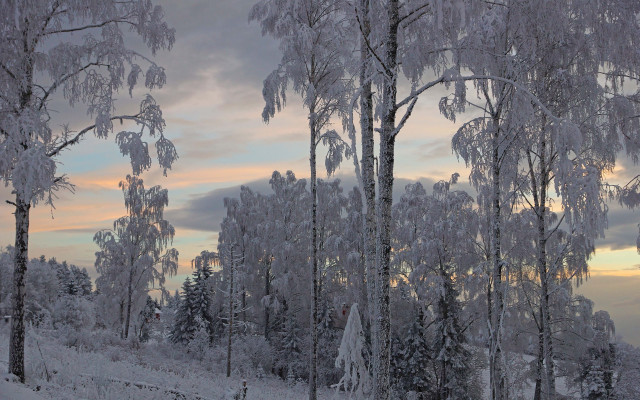 Snowy forest dusk clouds bare free wallpaper - medium preview image