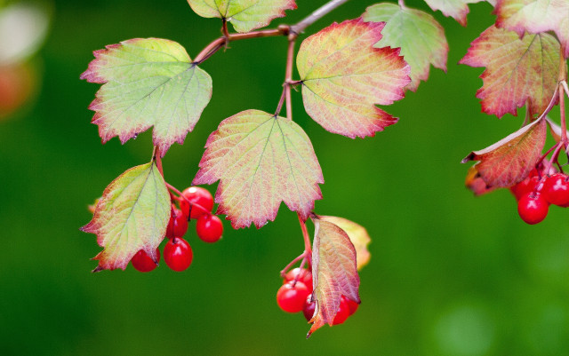 Branch berries leaves cherry strawberry free wallpaper - medium preview image