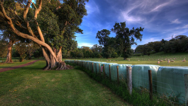 Fenced tree sheep grass blue free wallpaper - medium preview image