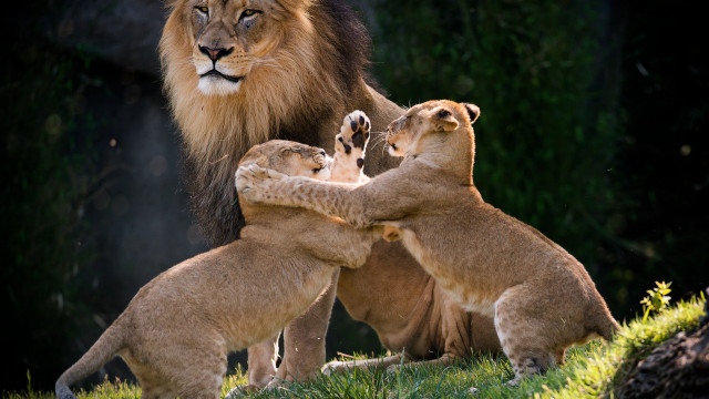 Lions playing field grass trees free wallpaper - medium preview image